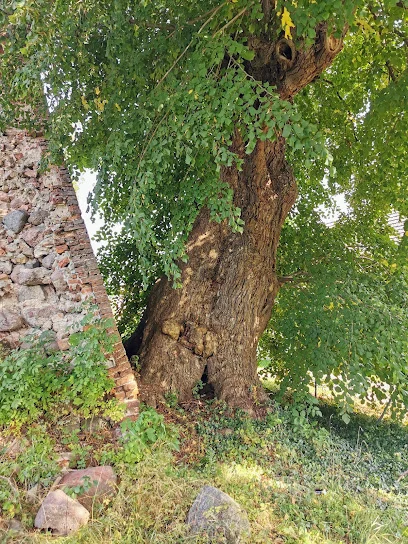 Lipa św. Ottona w Szadzku