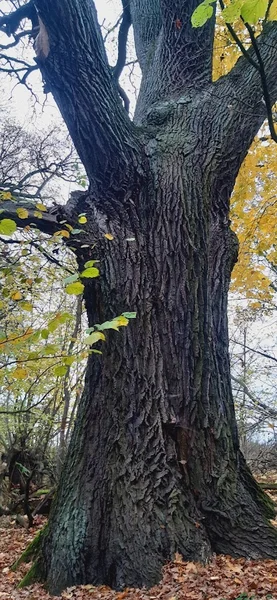 Rezerwat Dęby Sądowskie